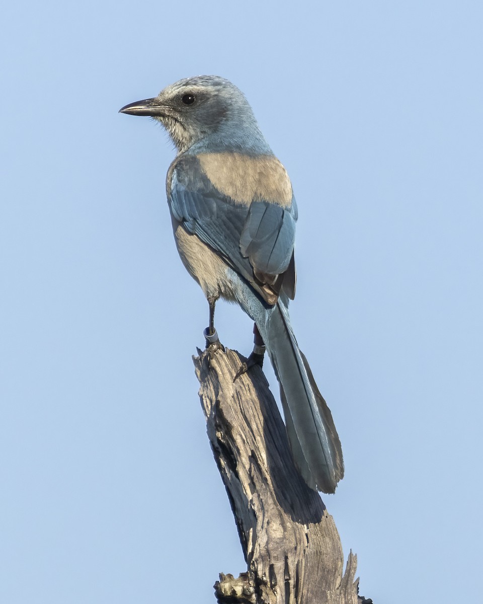 Florida Scrub-Jay - ML645406232