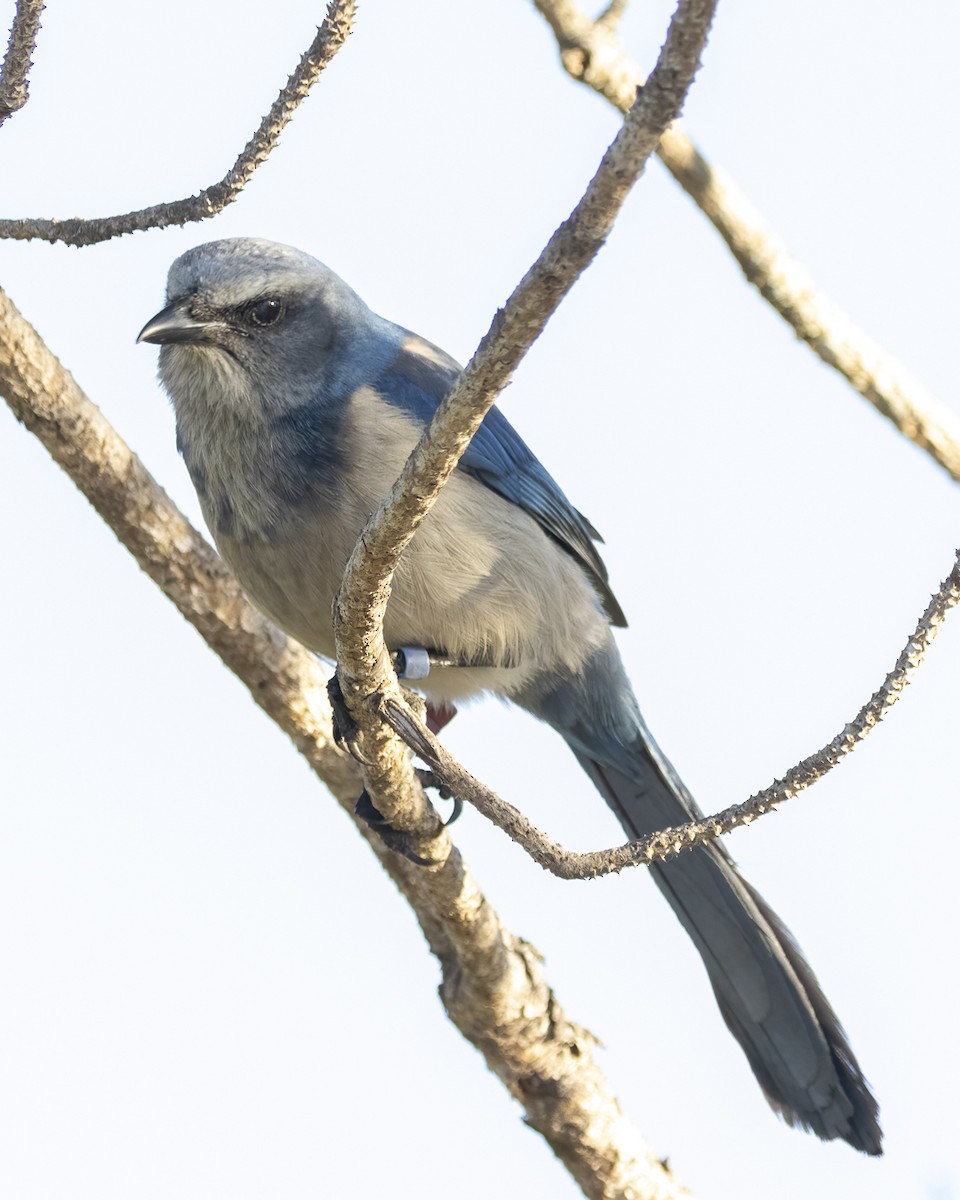Florida Scrub-Jay - ML645406233