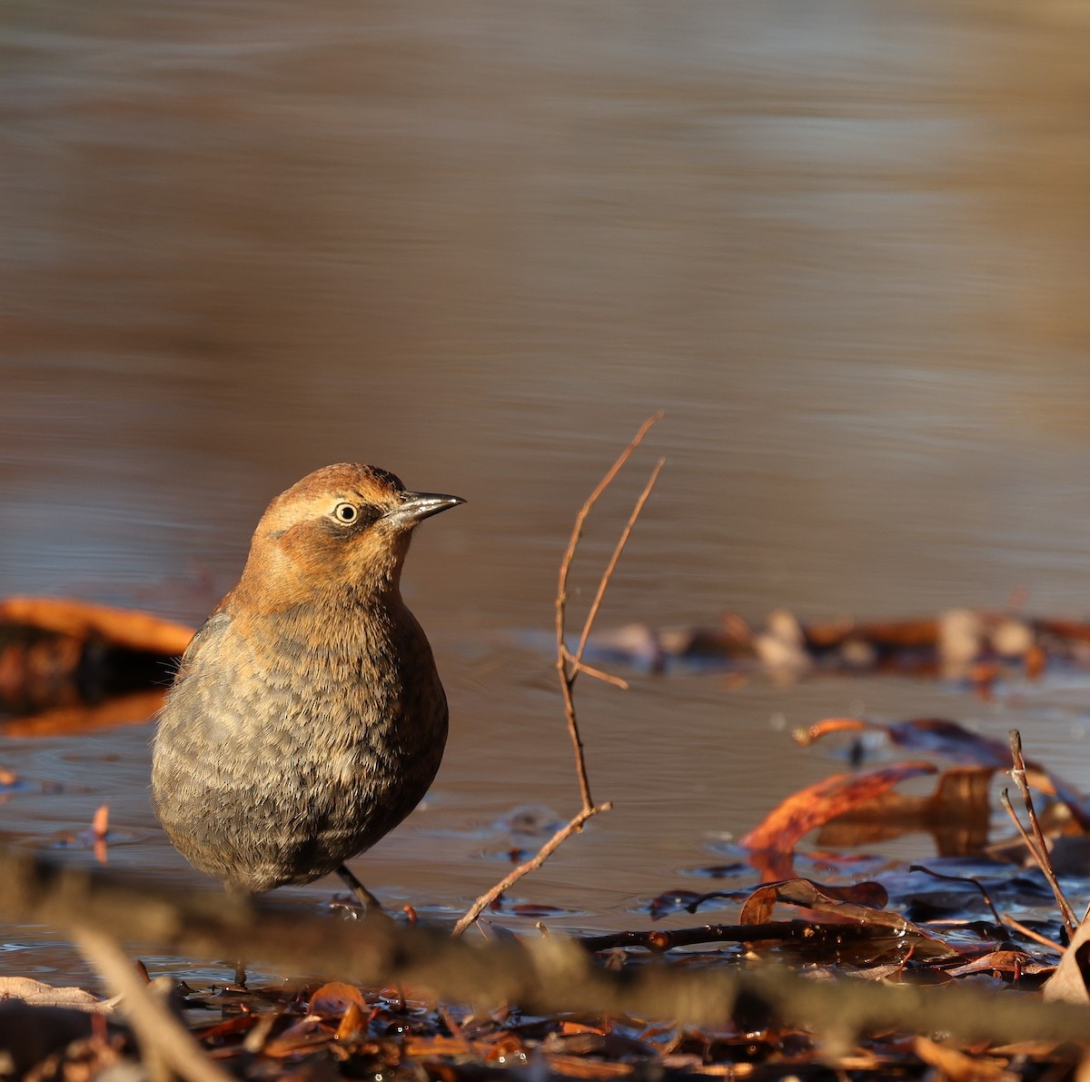 Rusty Blackbird - ML645406234