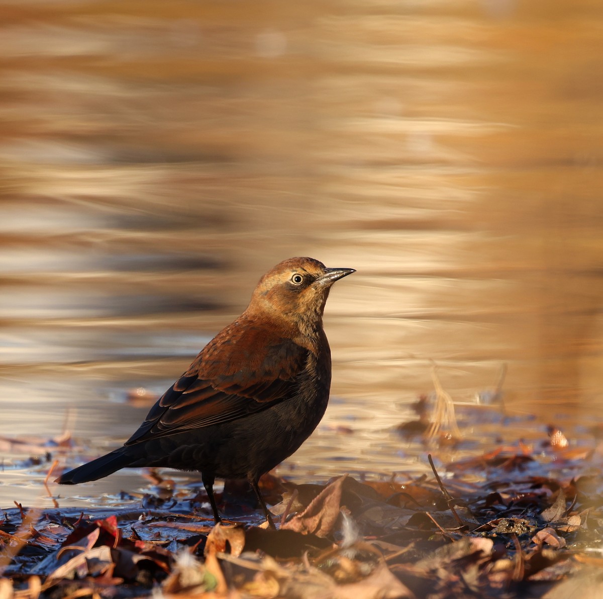 Rusty Blackbird - ML645406235