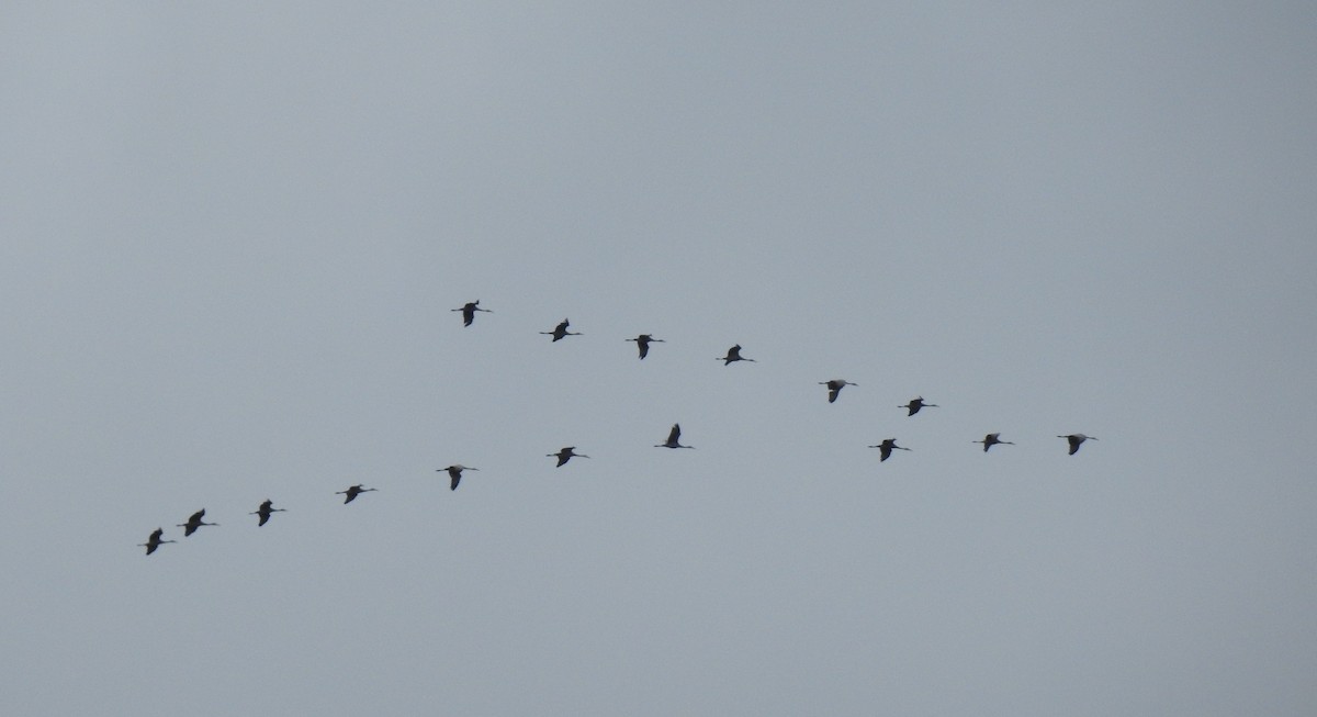 Sandhill Crane - ML645406243