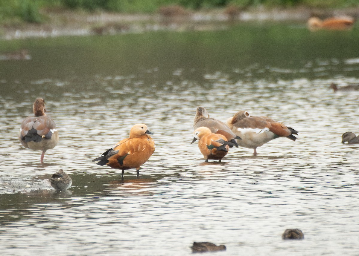 瀆鳧 - ML645406256