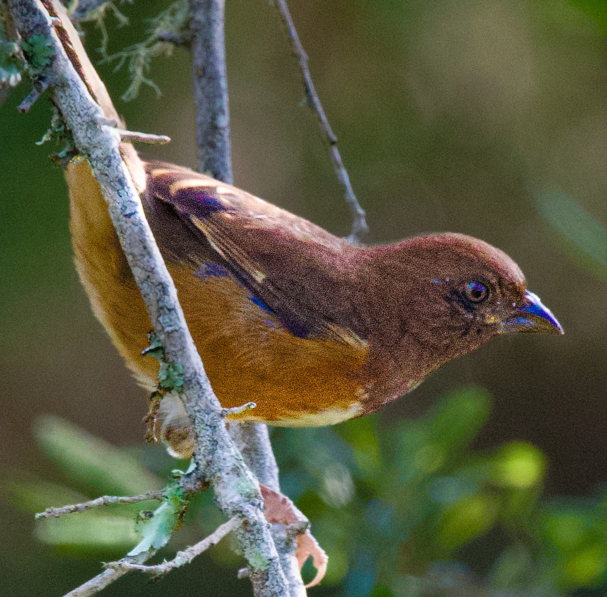 Eastern Towhee - ML645406257
