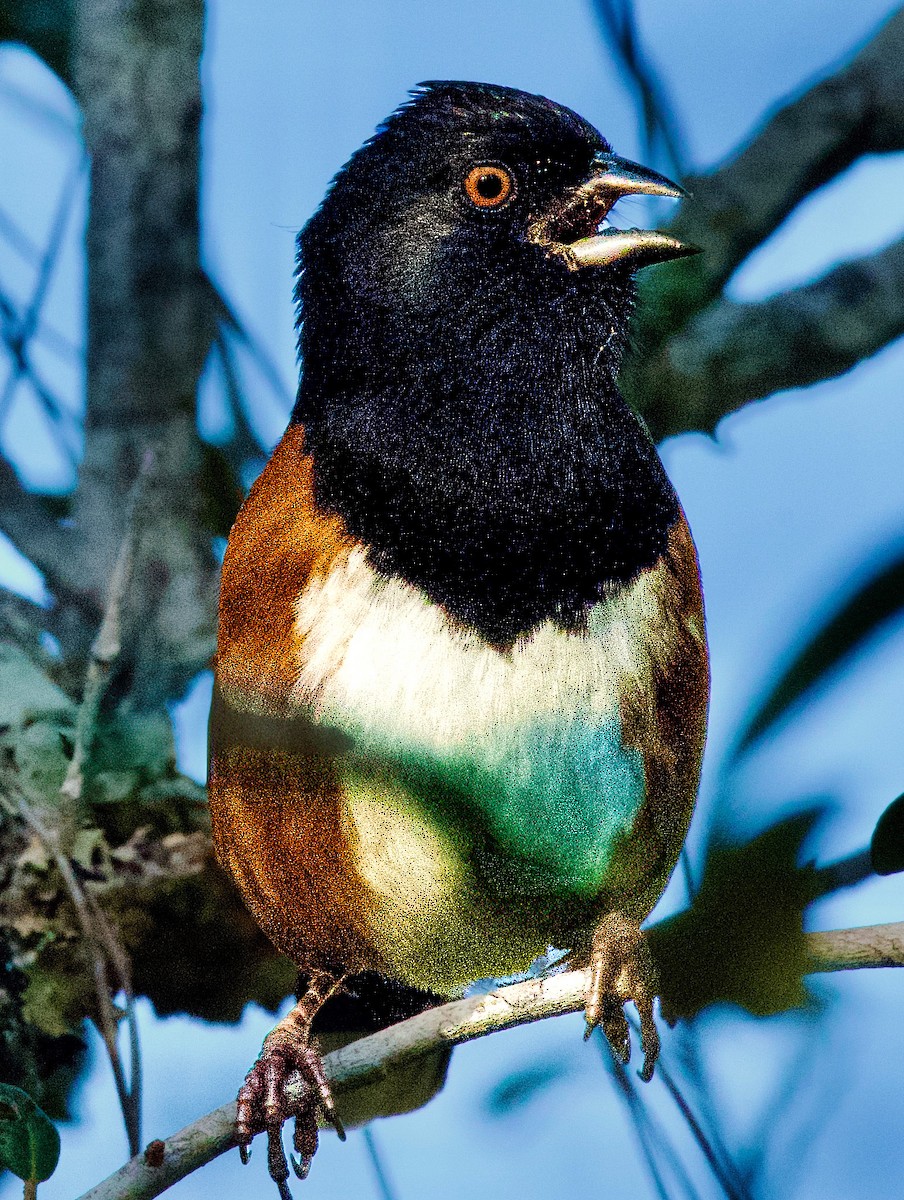 Eastern Towhee - ML645406258