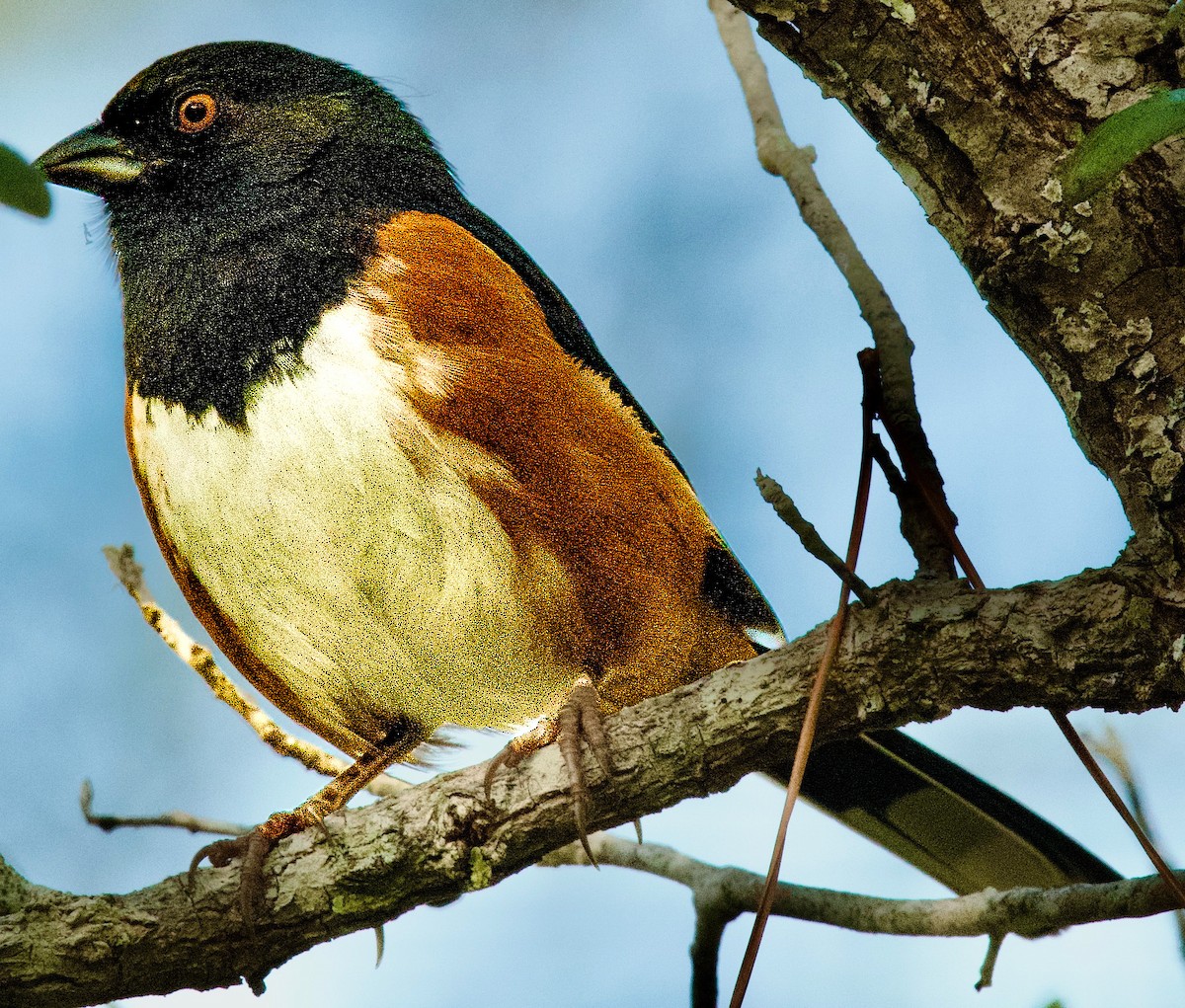 Eastern Towhee - ML645406259