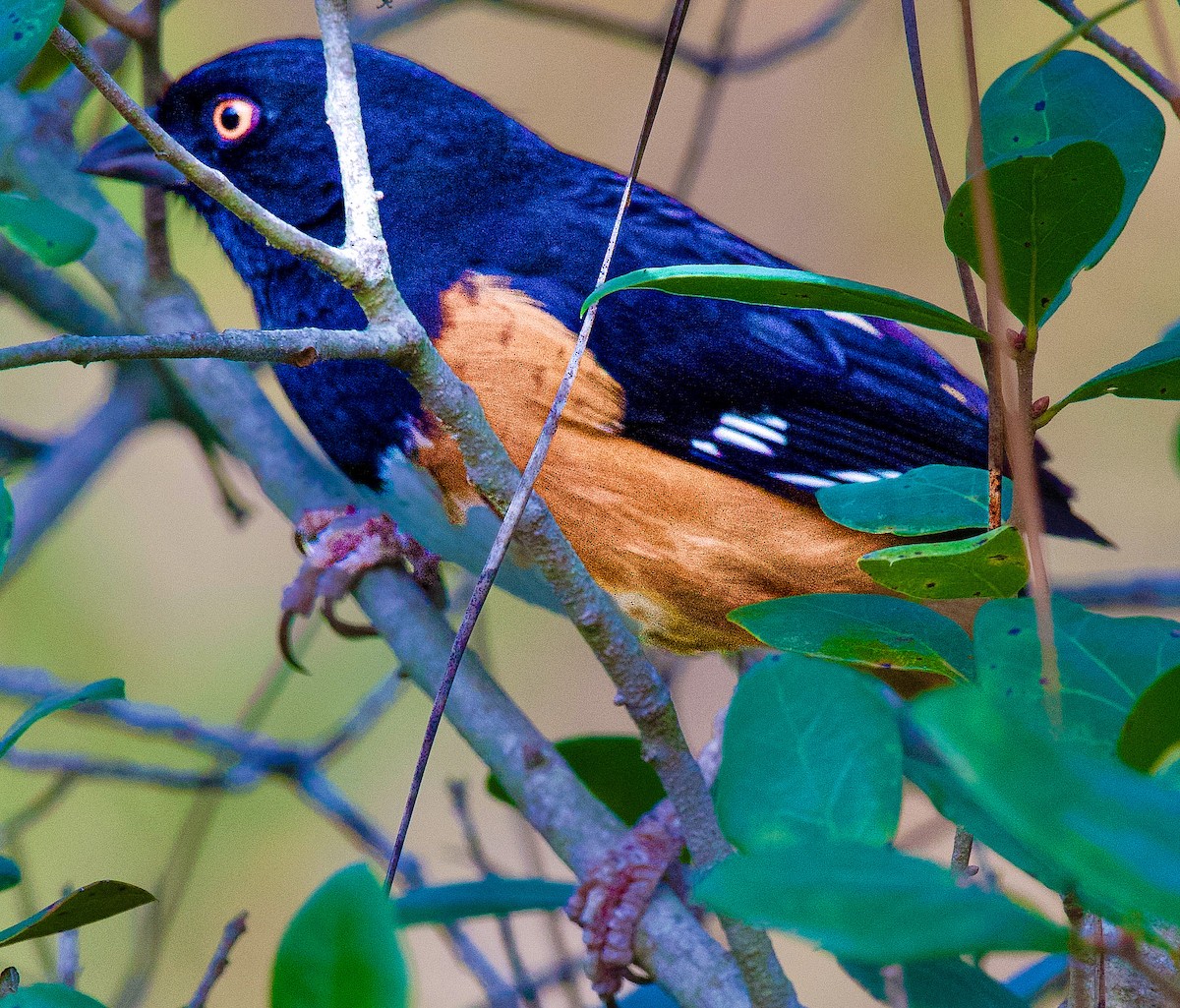 Eastern Towhee - ML645406260