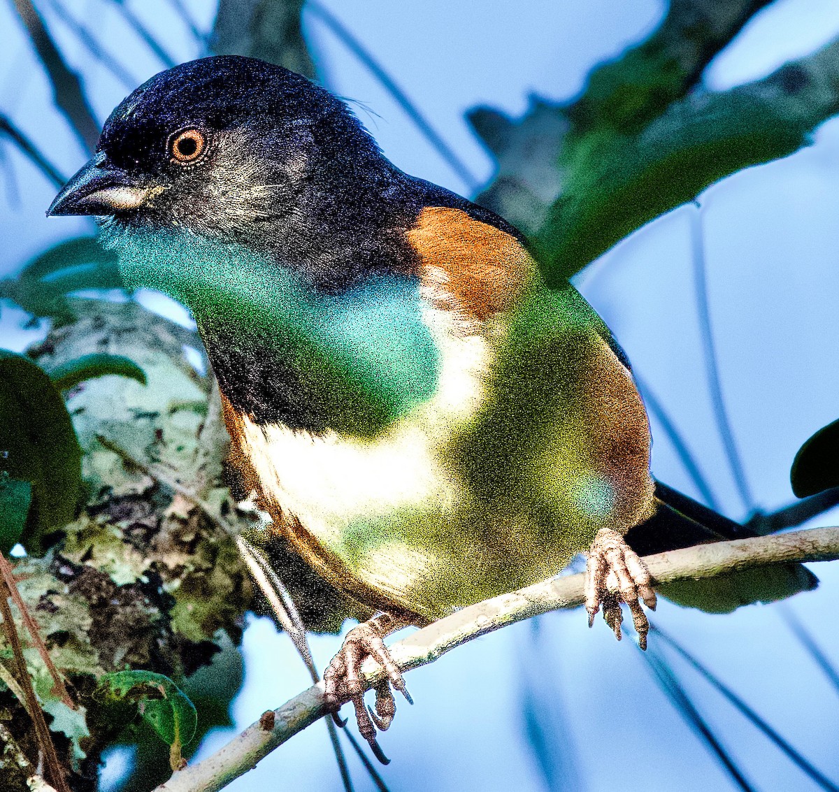 Eastern Towhee - ML645406261