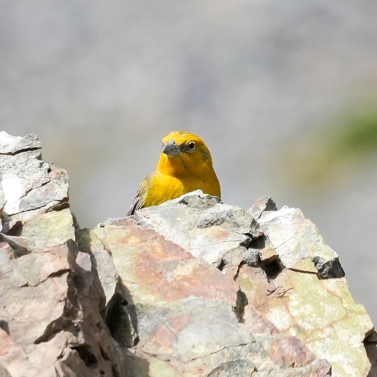 Greater Yellow-Finch - ML645406269