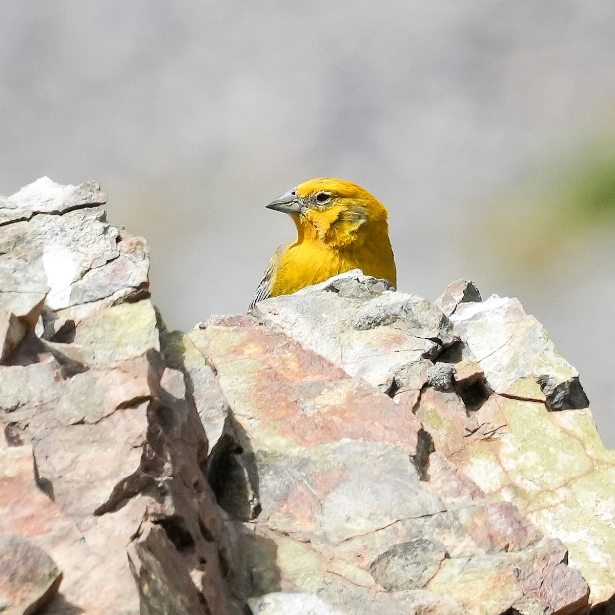 Greater Yellow-Finch - ML645406270