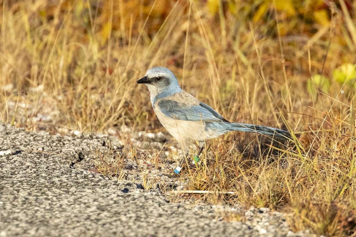 Florida Scrub-Jay - ML645406271