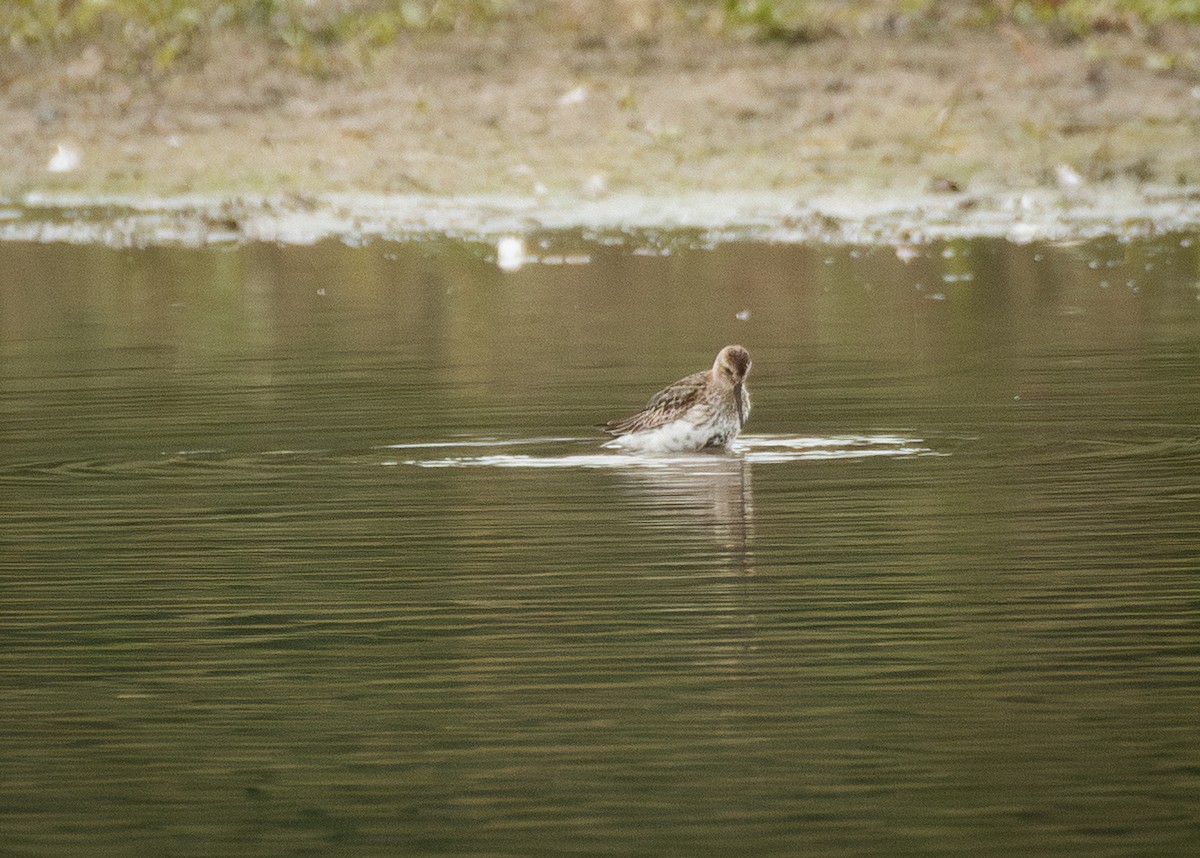 黑腹濱鷸 - ML645406274