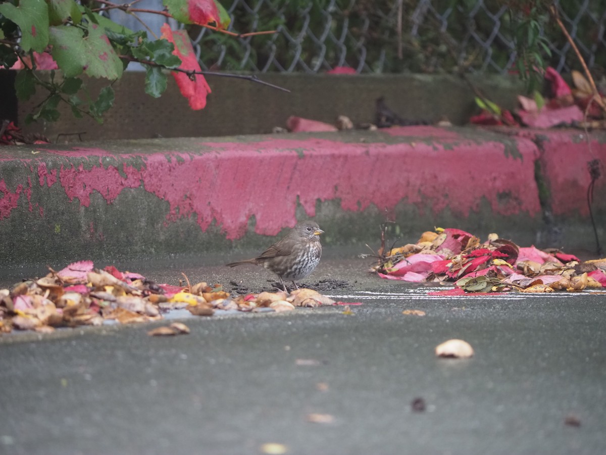 Fox Sparrow - ML645406276