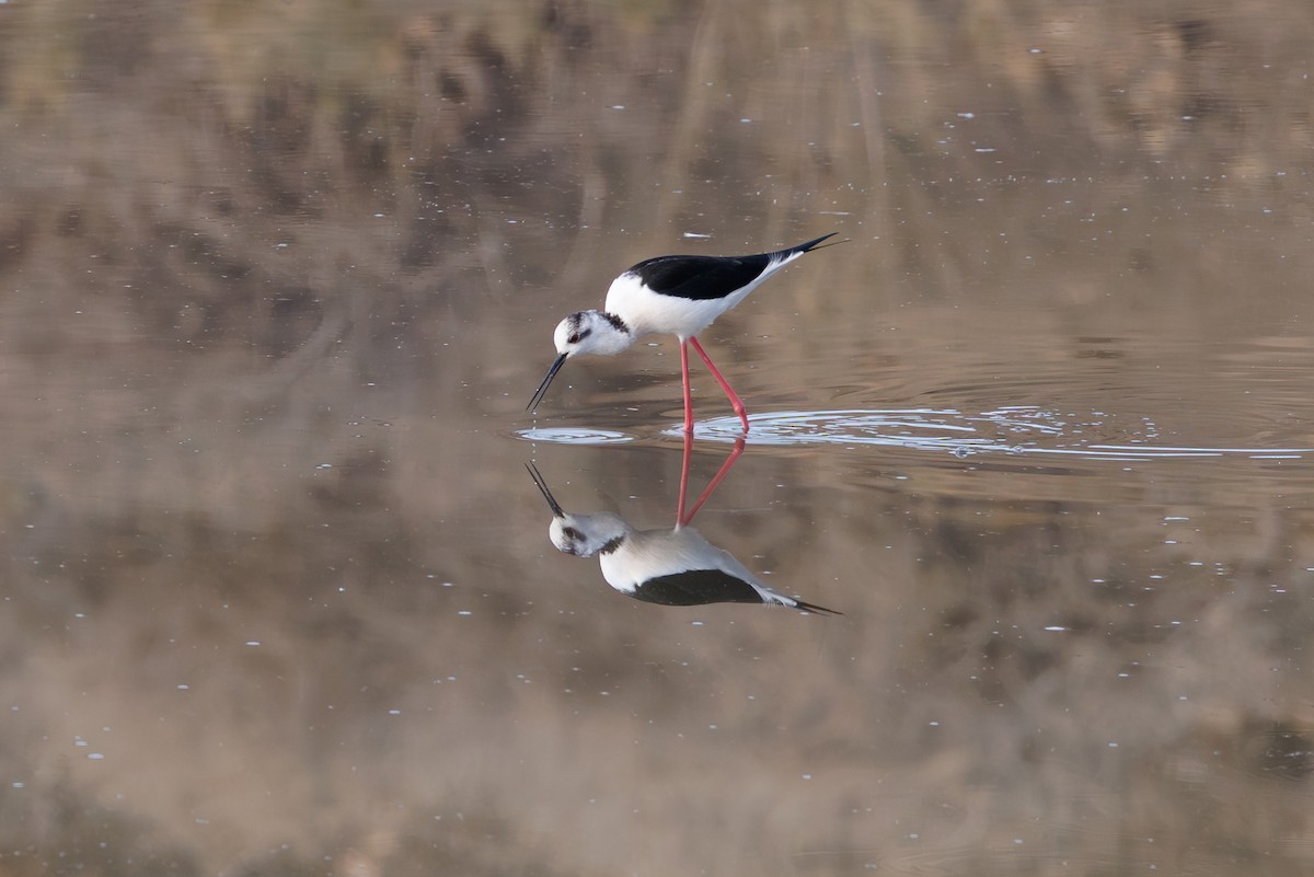 高蹺鴴 - ML645406277