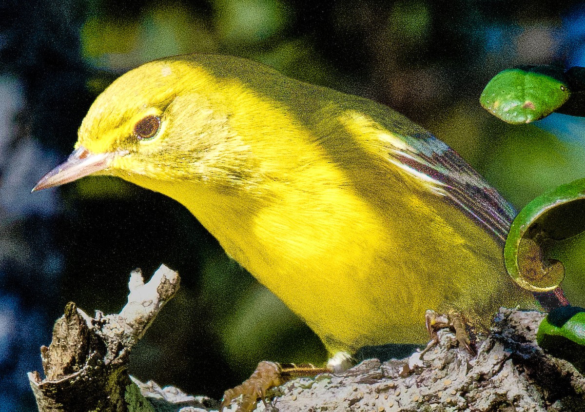 Pine Warbler - ML645406285