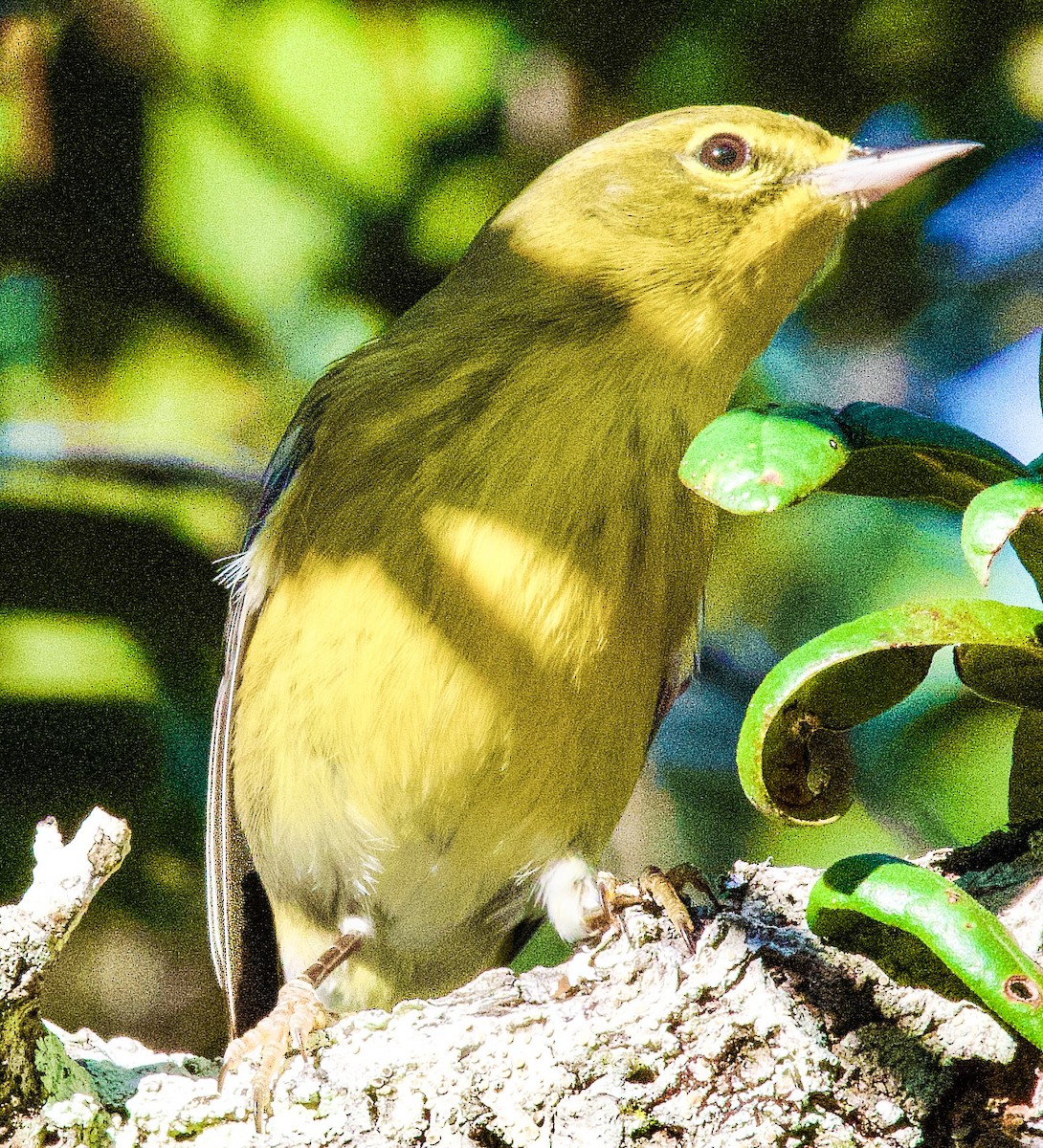 Pine Warbler - ML645406287