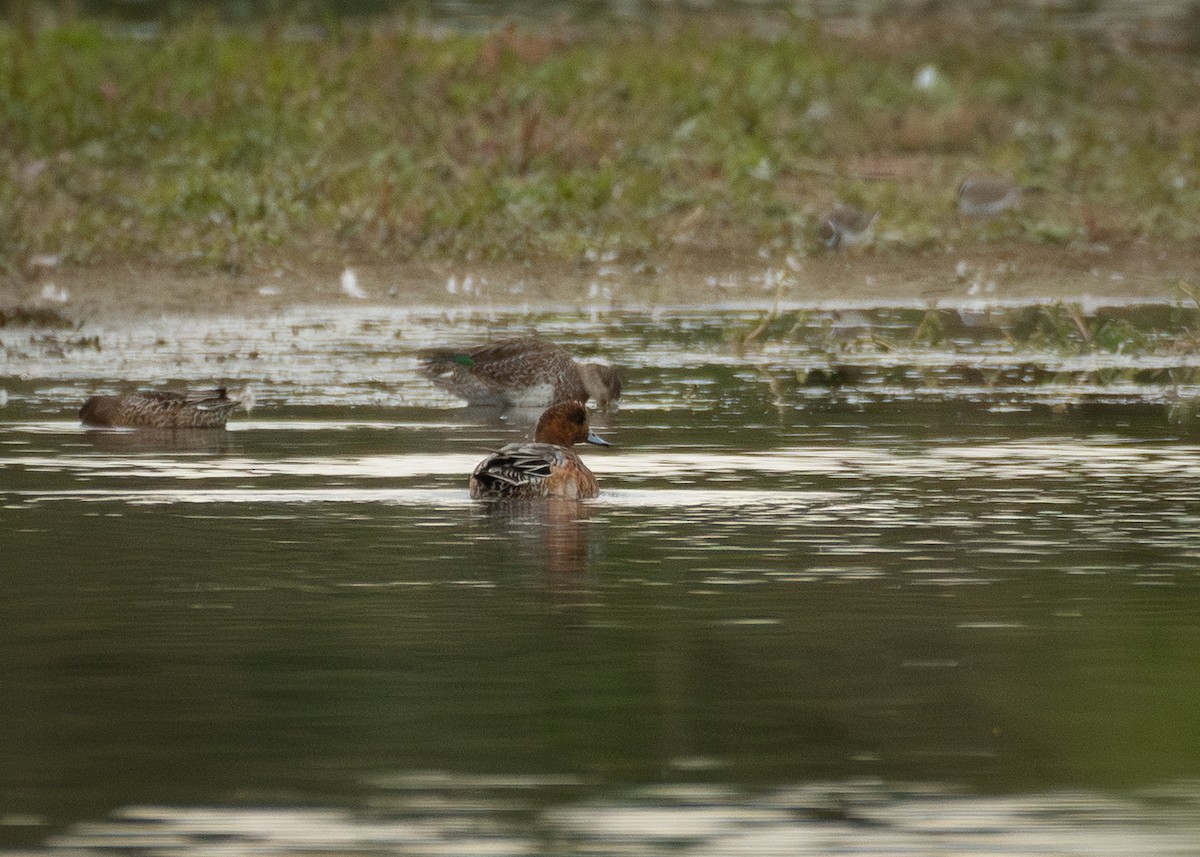 赤頸鴨 - ML645406288