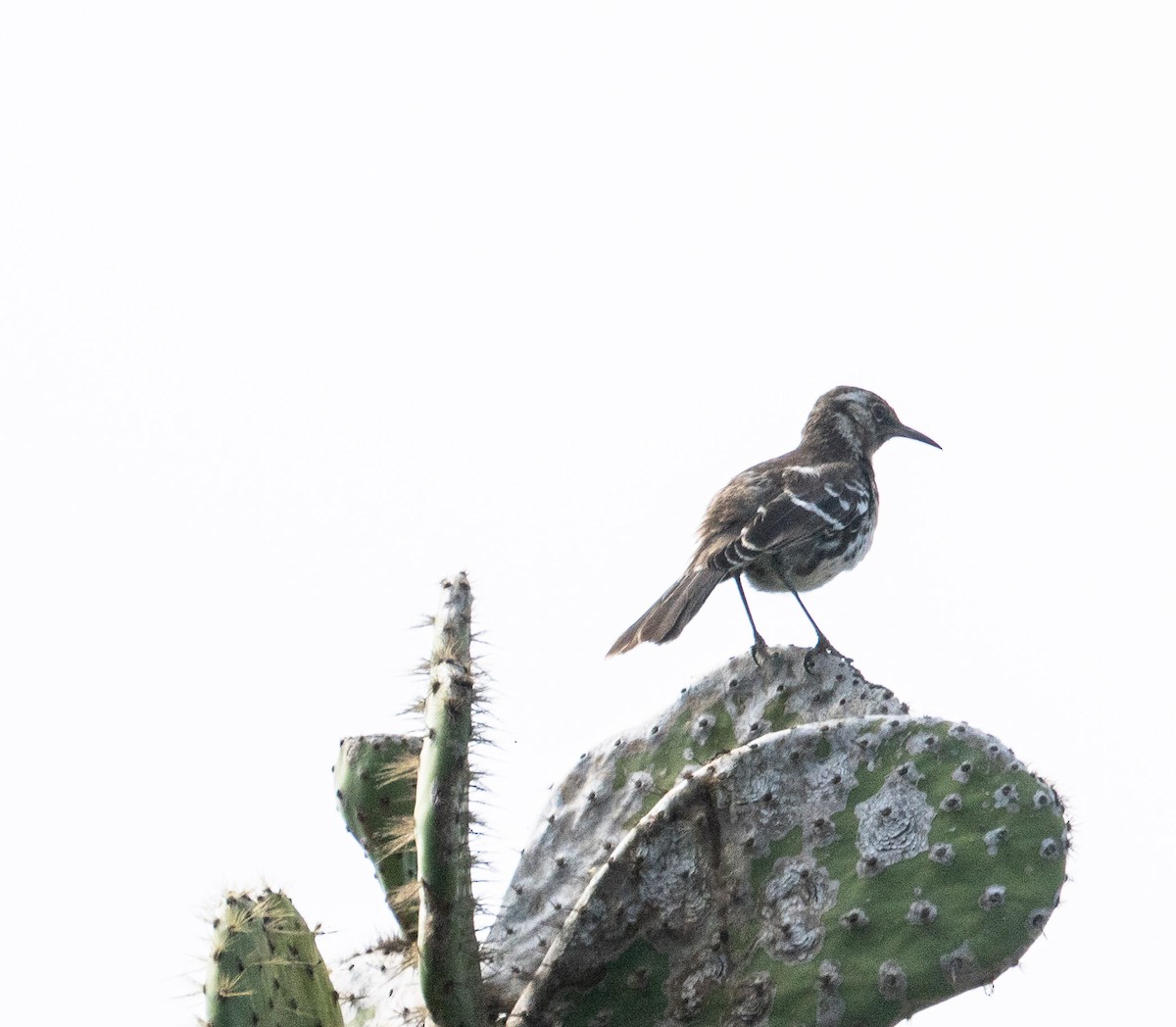 Moqueur de Floreana - ML645406312