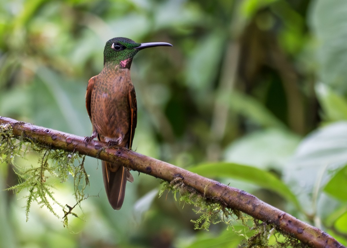 Fawn-breasted Brilliant - ML645406316