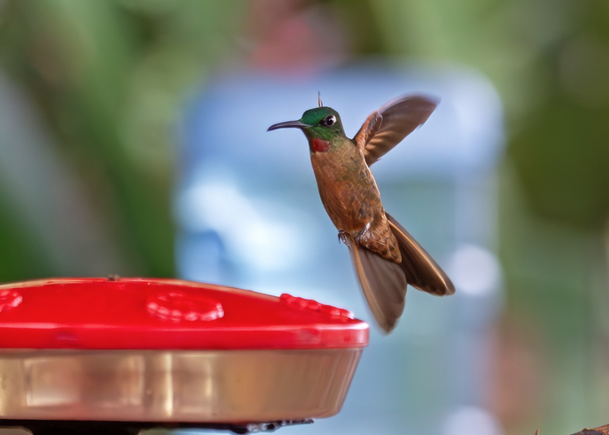 Fawn-breasted Brilliant - ML645406317