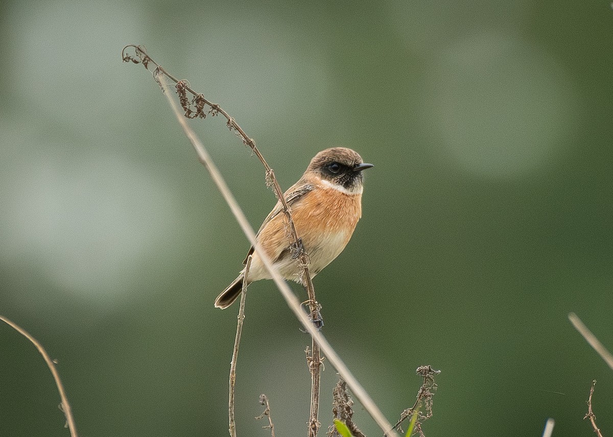 European Stonechat - ML645406322