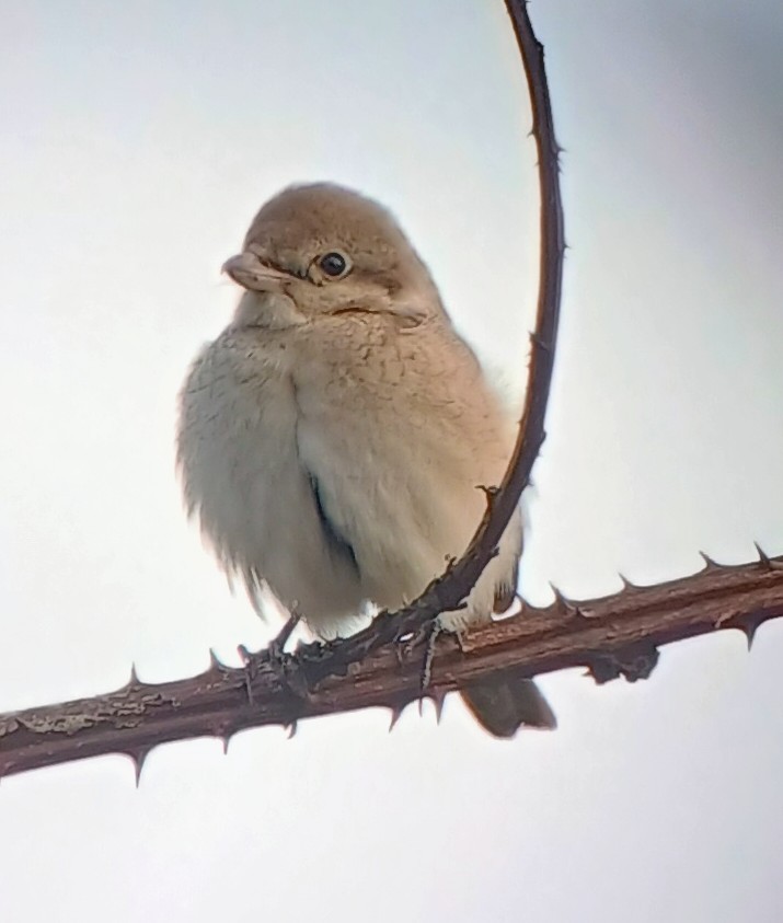 Isabelline Shrike - ML645406325