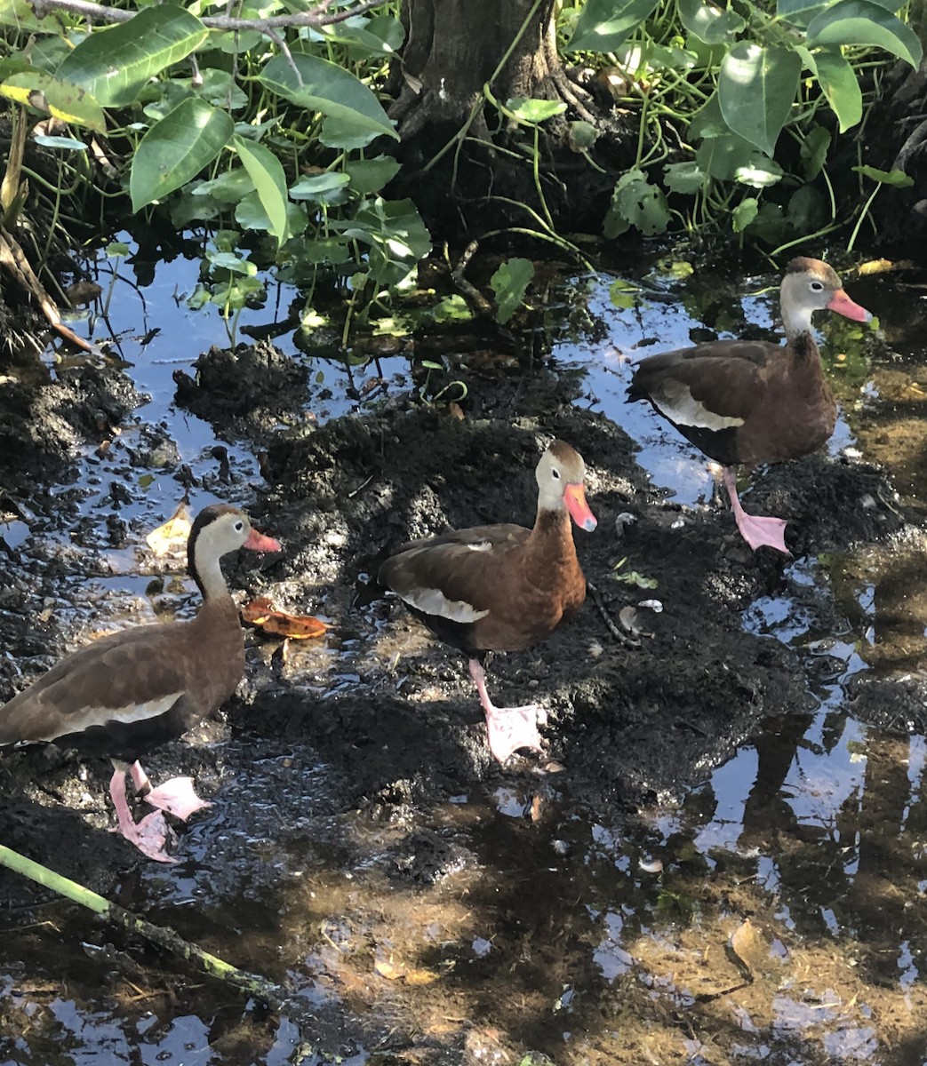 Suirirí Piquirrojo - ML645406329