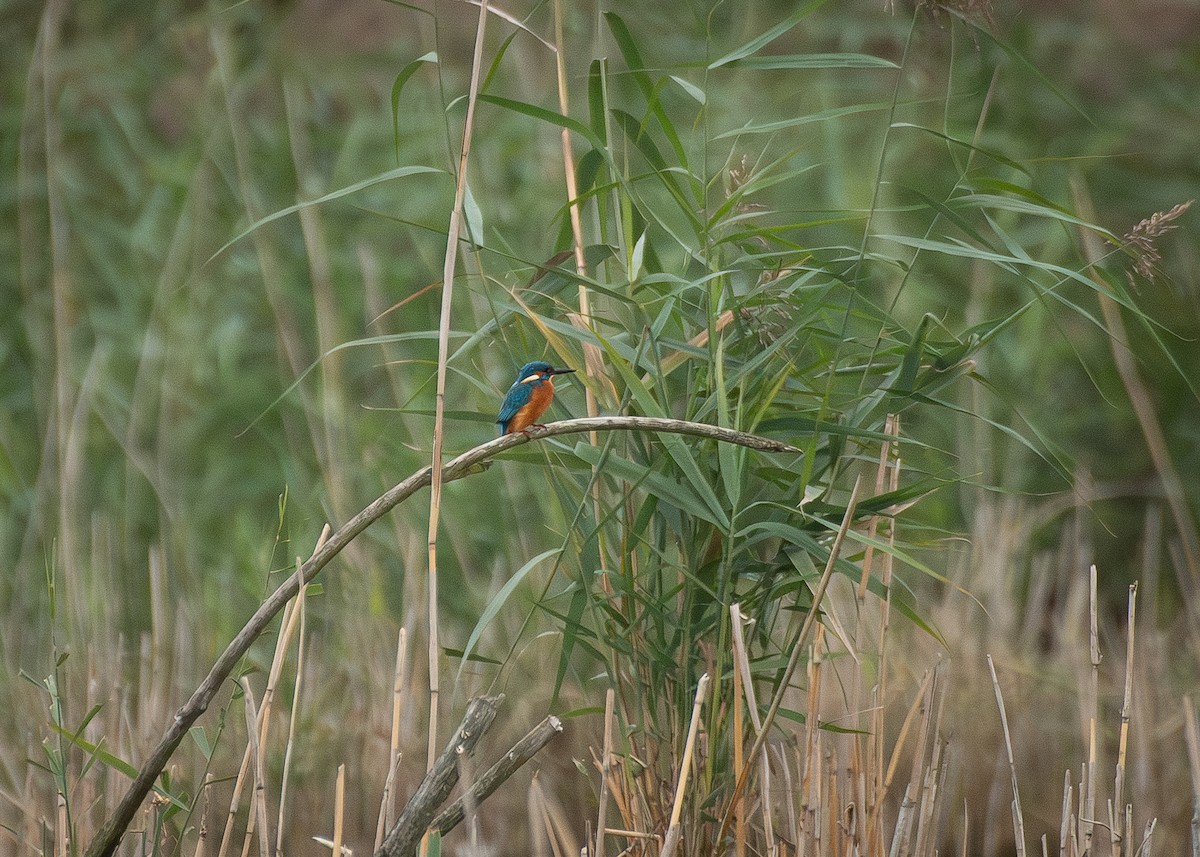 翠鳥 - ML645406343