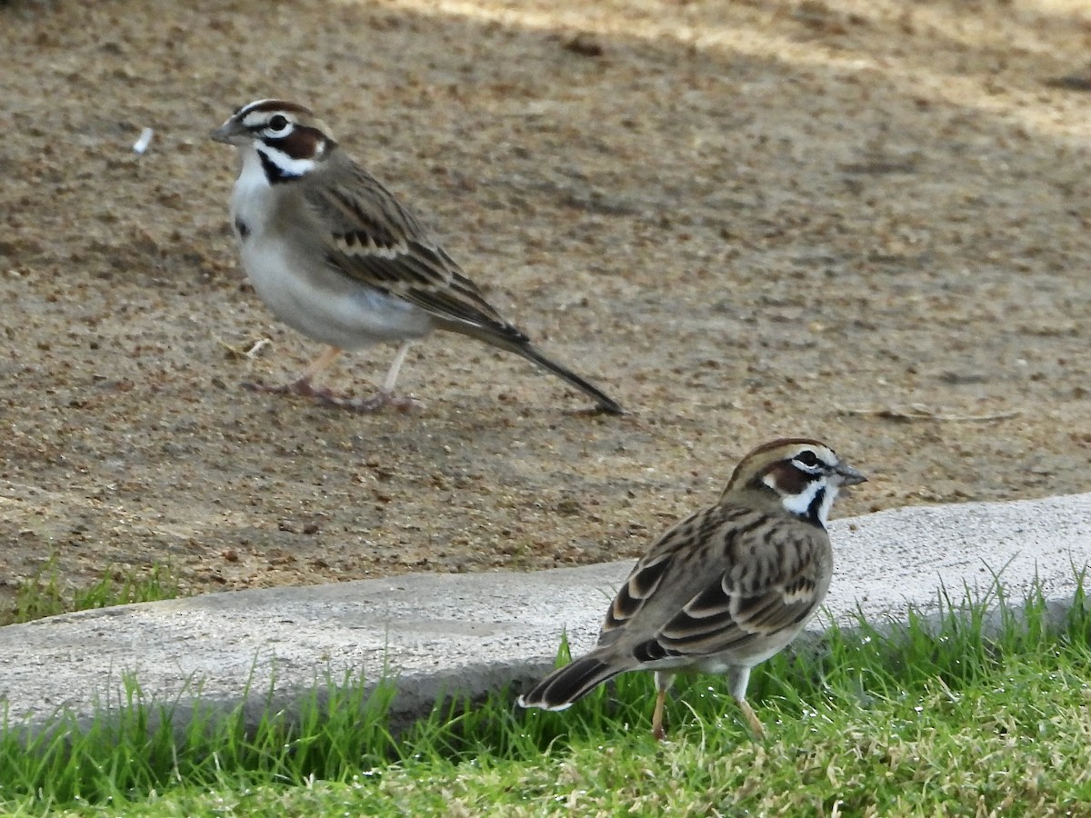 Lark Sparrow - ML645406346