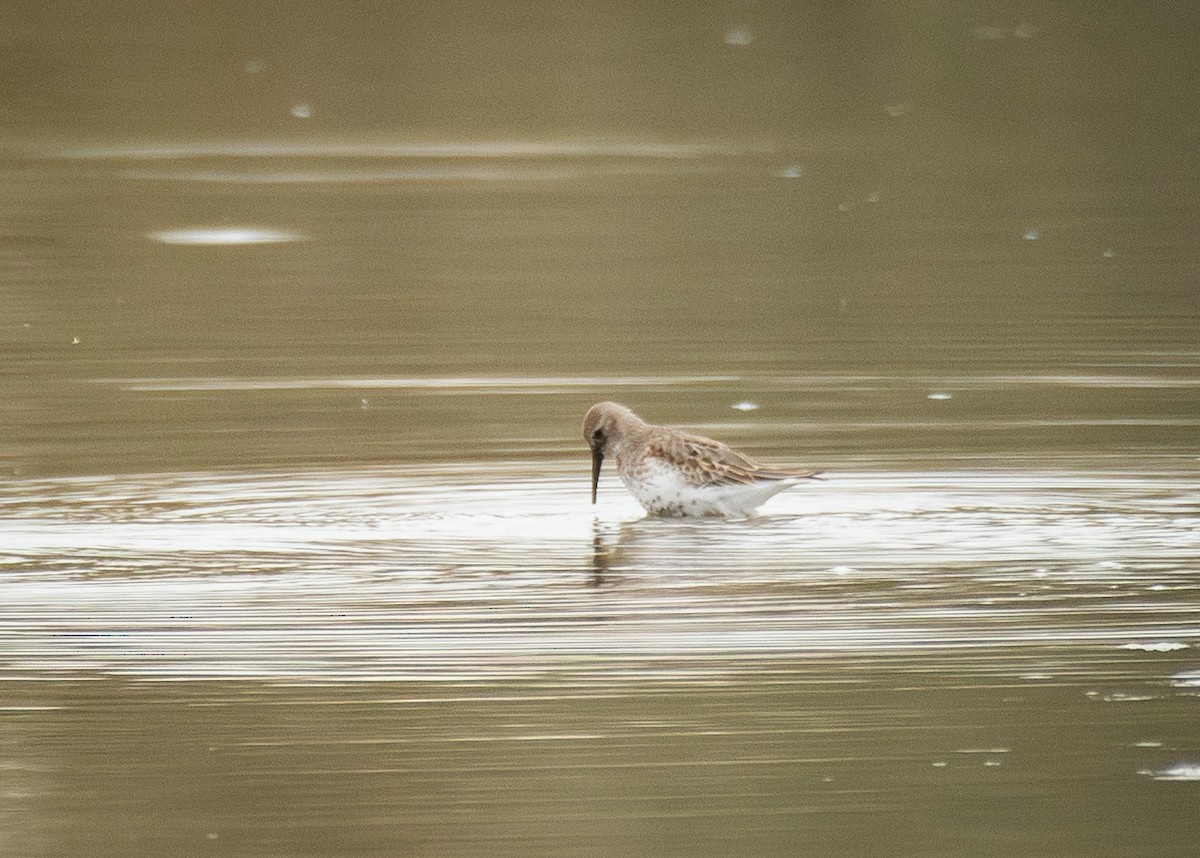 黑腹濱鷸 - ML645406348