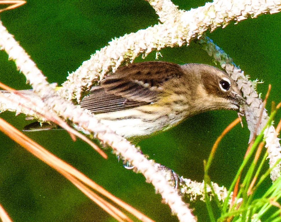 Yellow-rumped Warbler - ML645406350