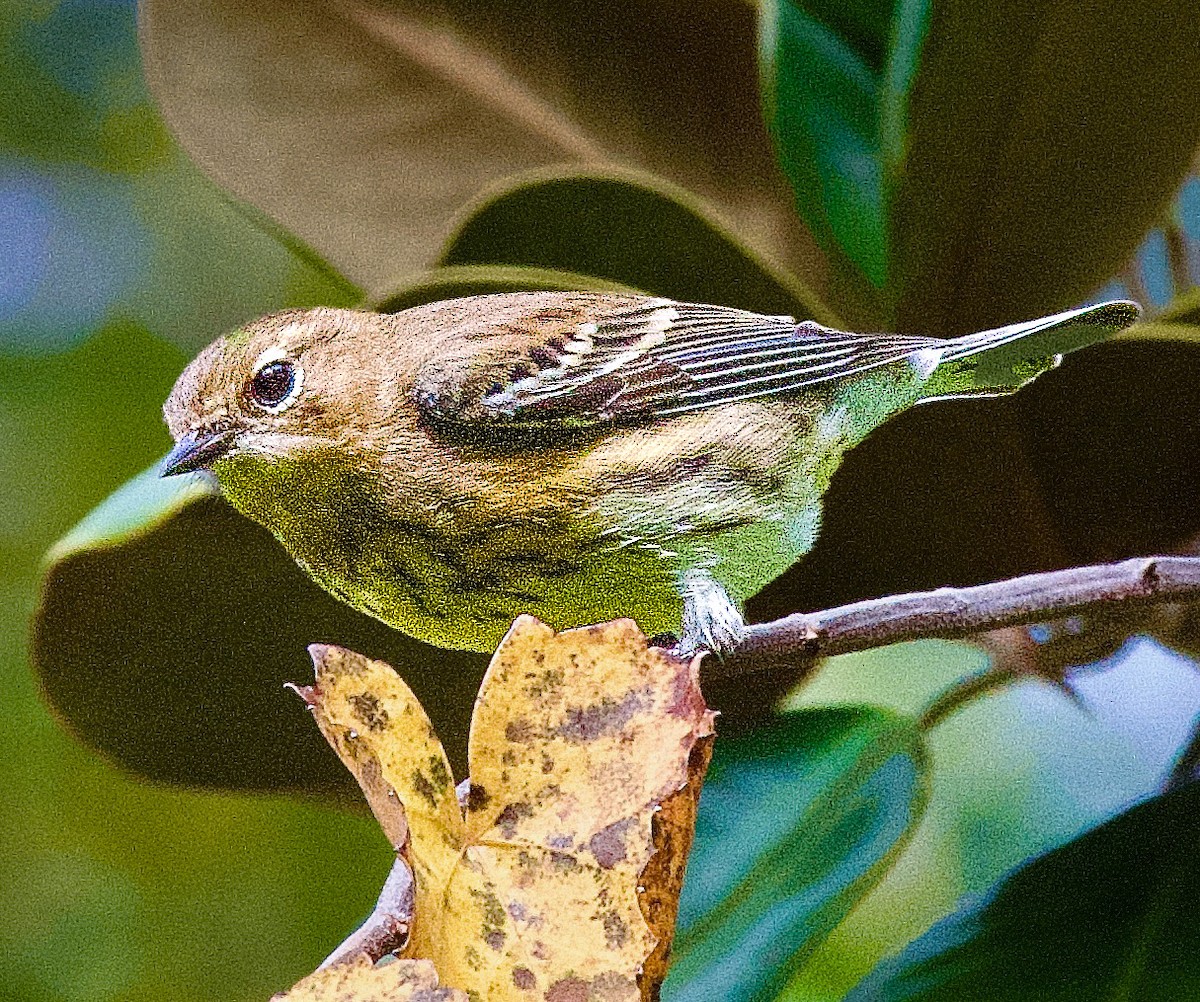 Yellow-rumped Warbler - ML645406351