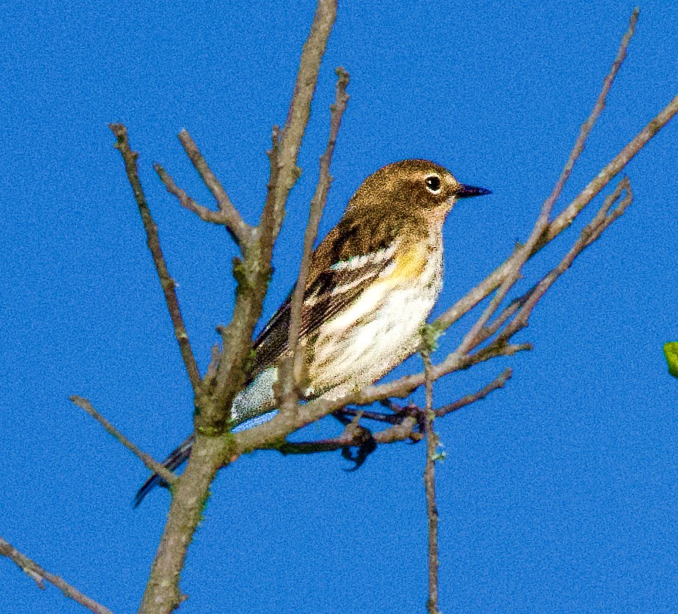 Yellow-rumped Warbler - ML645406352