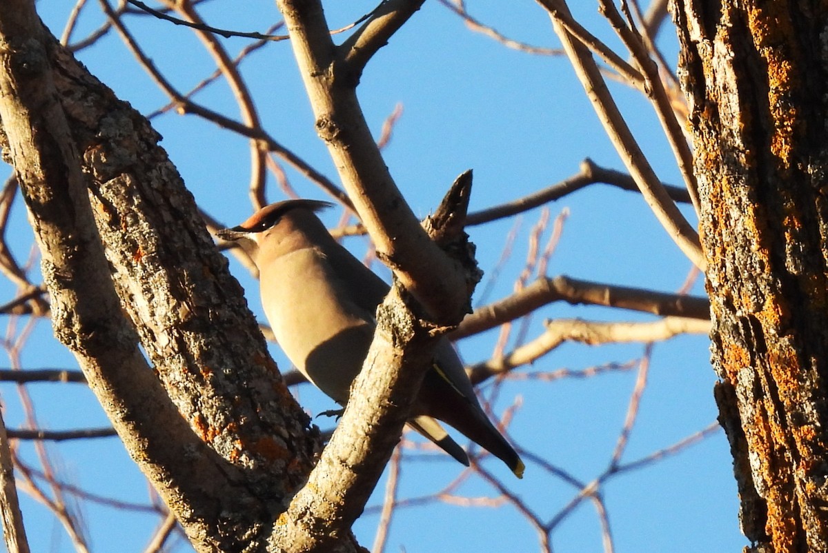 Bohemian Waxwing - ML645406365