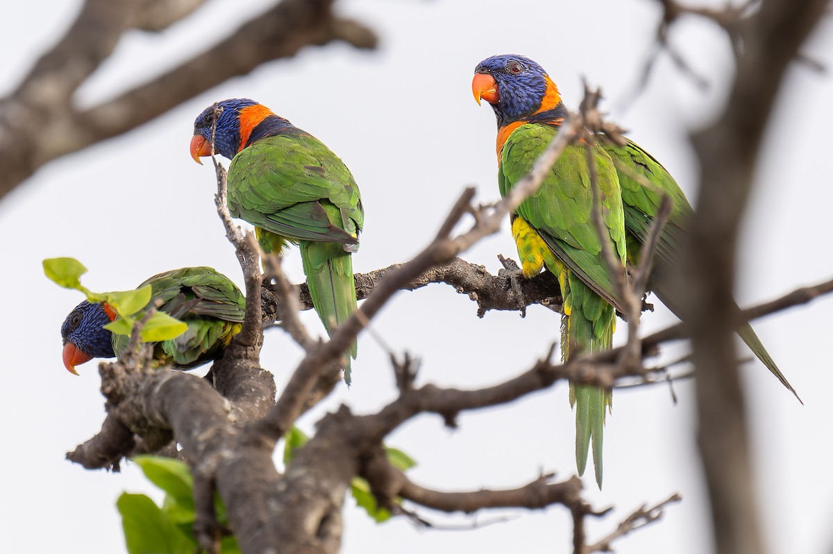 Red-collared Lorikeet - ML645406367
