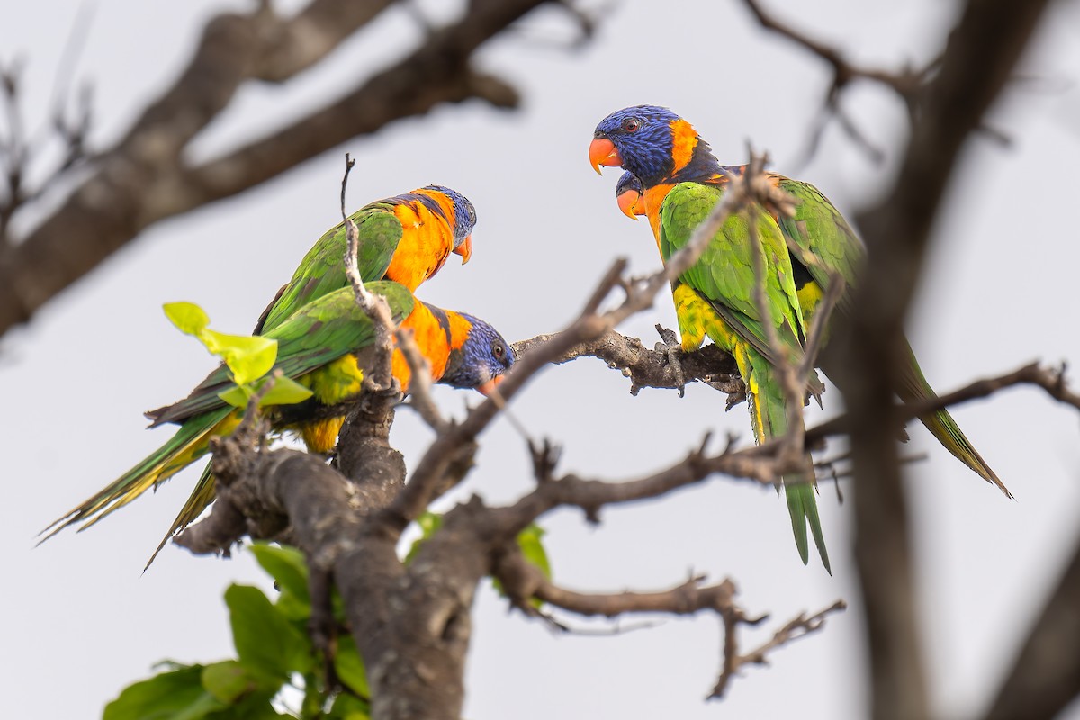 Red-collared Lorikeet - ML645406368