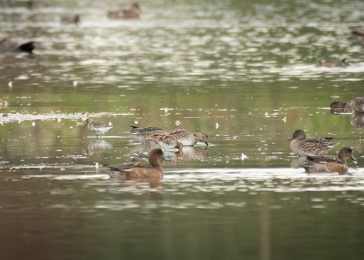 黑腹濱鷸 - ML645406370