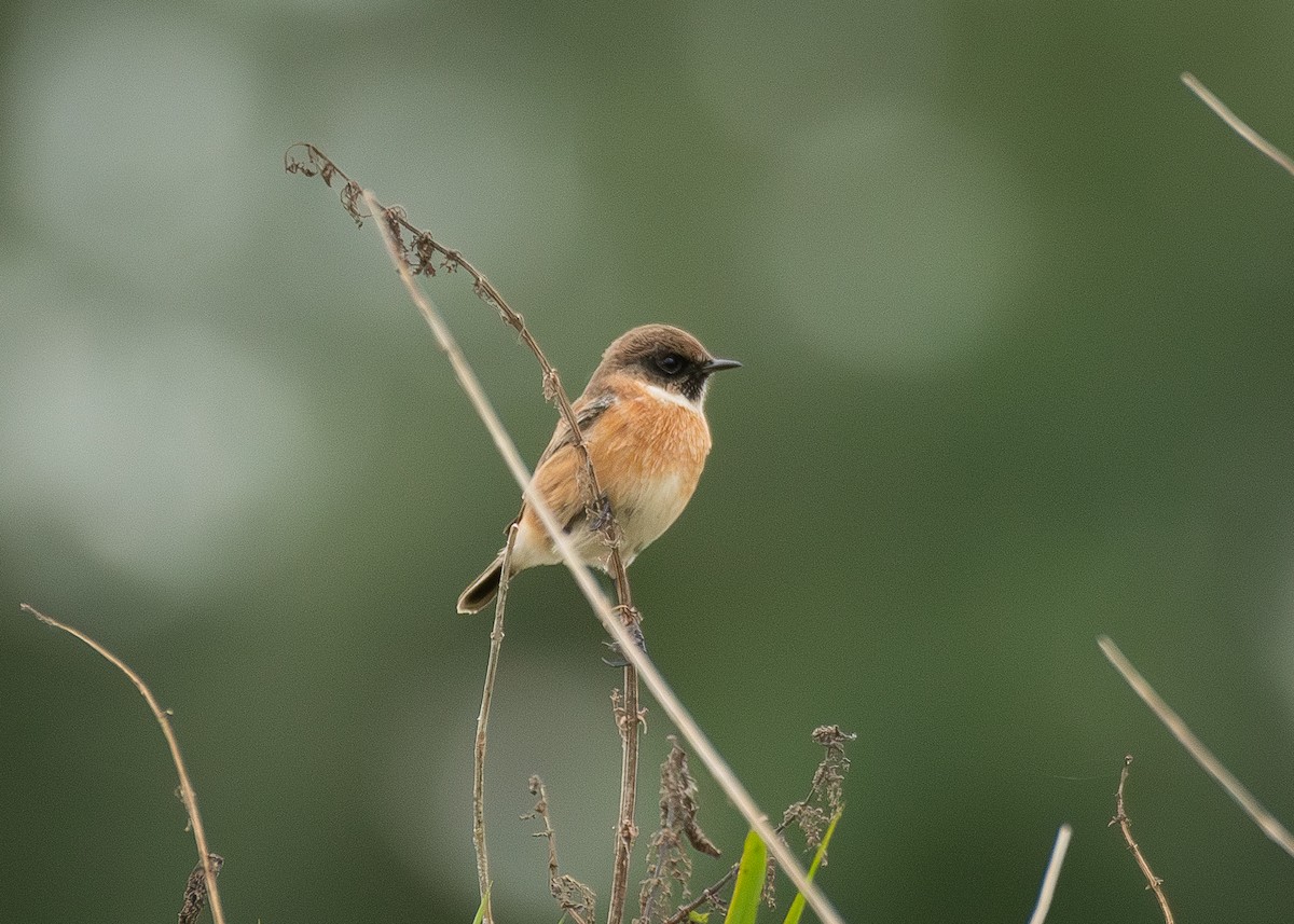 European Stonechat - ML645406390