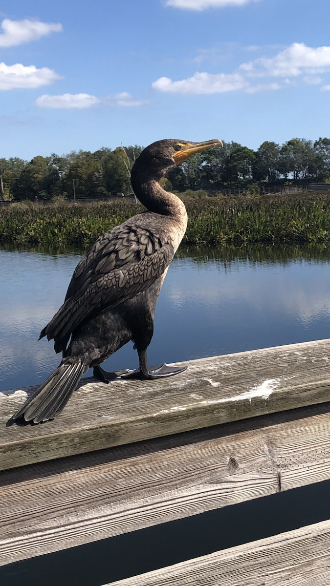Cormorán Orejudo - ML645406392