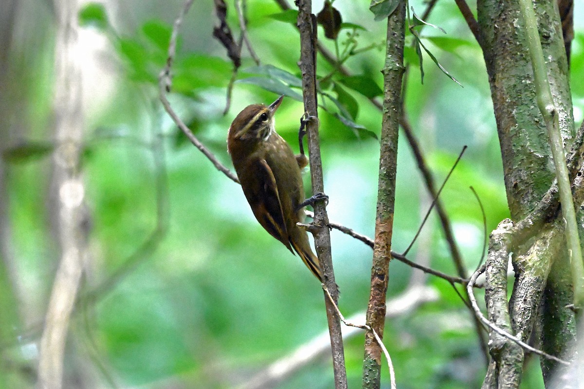 Atlantic Plain-Xenops - ML645406406