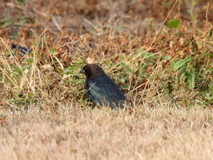 brunhodetrupial - ML645406411