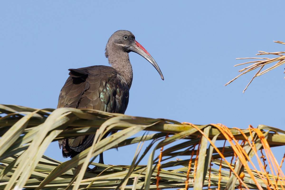 Hadada Ibis - ML645406415
