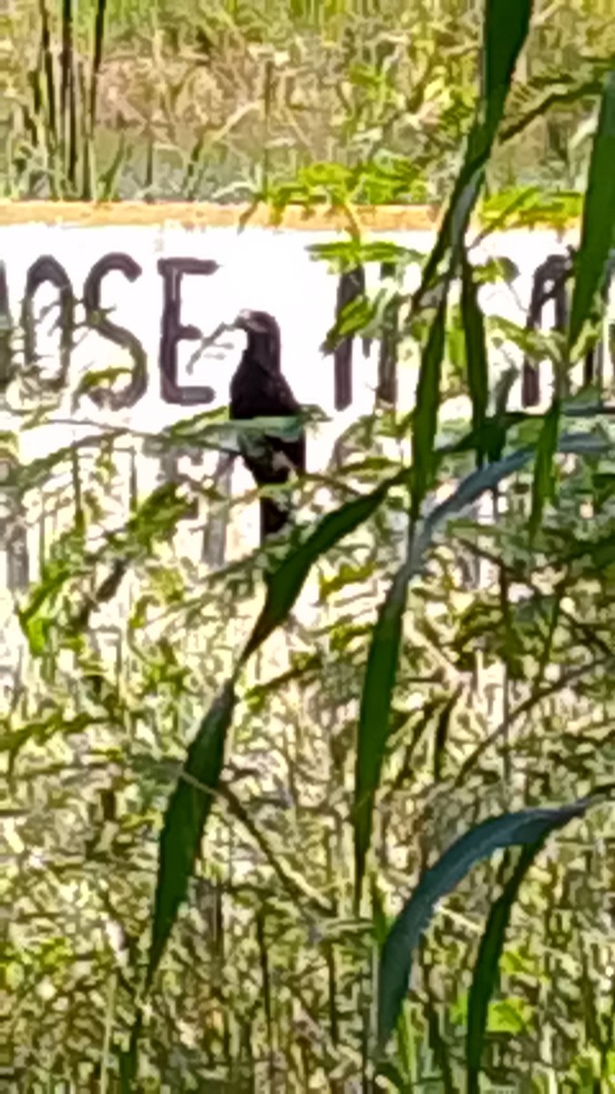 Smooth-billed Ani - ML645406418