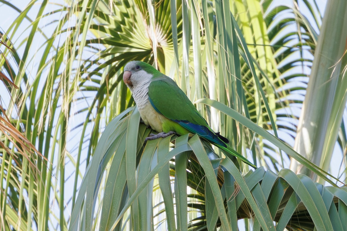 Mönchssittich - ML645406422