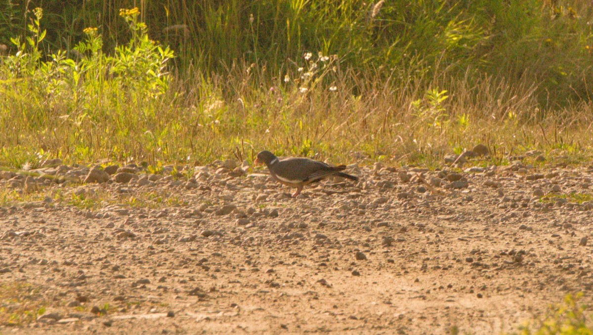 holub hřivnáč - ML645406430