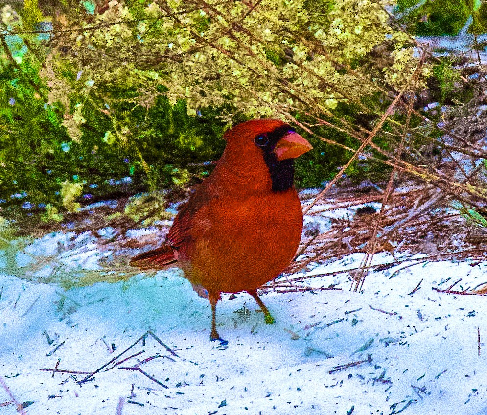 Northern Cardinal - ML645406461