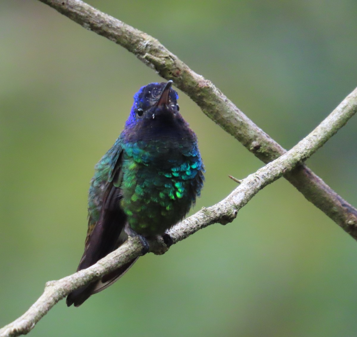 Golden-tailed Sapphire - ML645406472