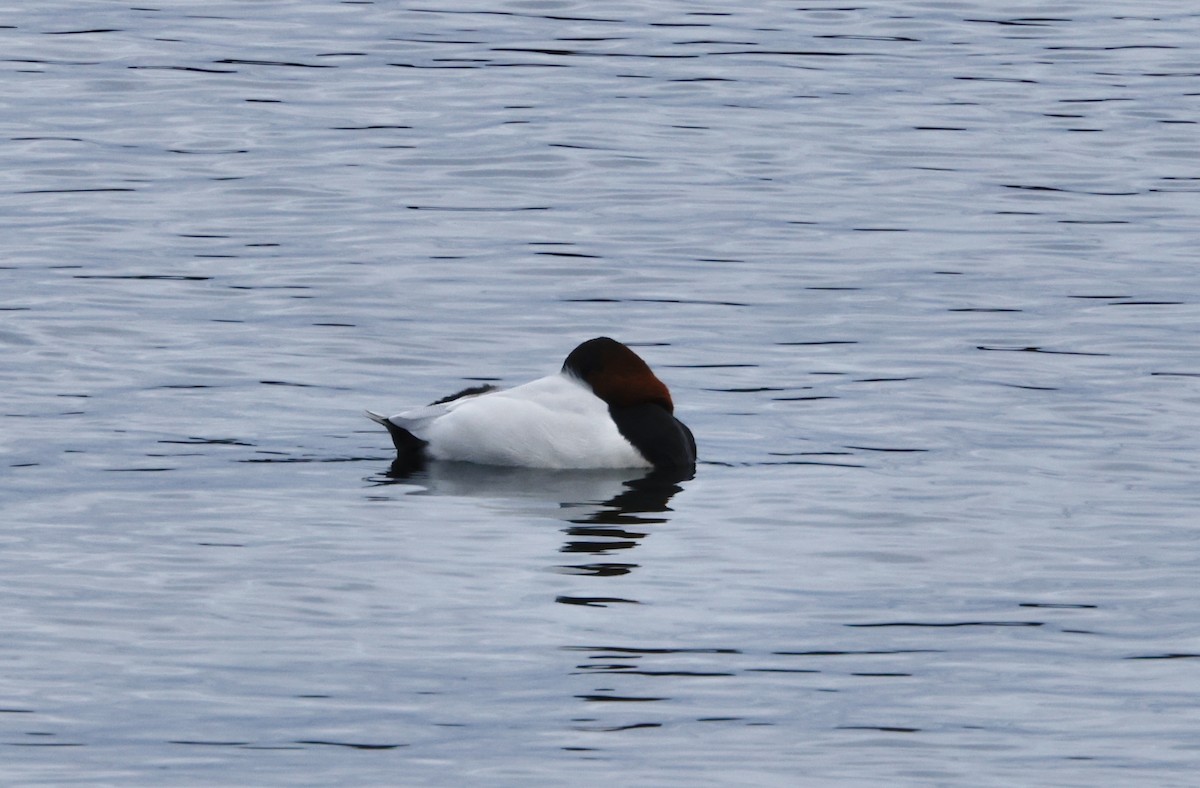 Murgilari bizkarzuria - ML645406473