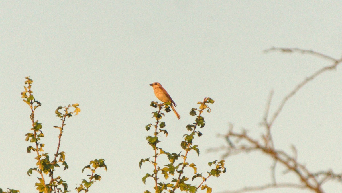 ťuhýk obecný - ML645406487