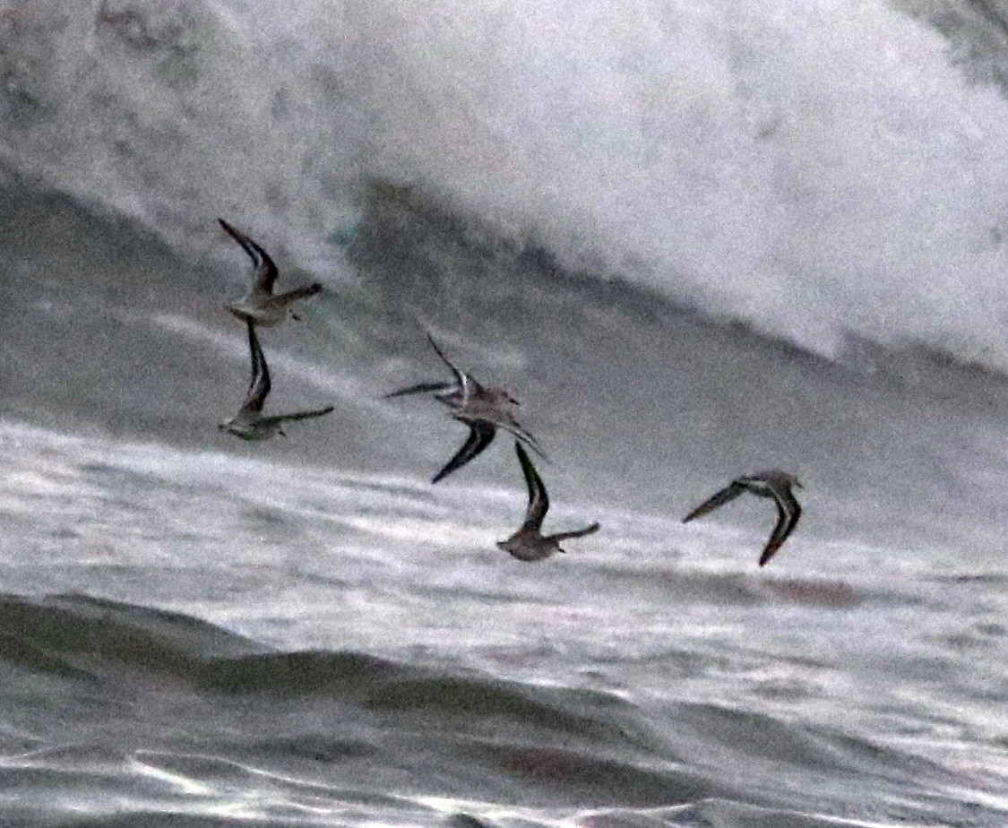 Sanderling - ML645406488