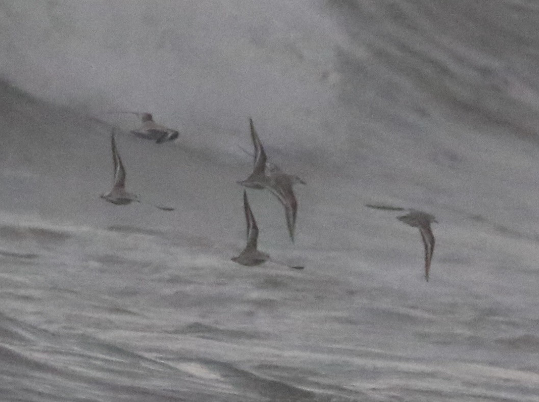 Sanderling - ML645406489